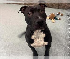 American Pit Bull Terrier Dogs for adoption in Moreno Valley, CA, USA