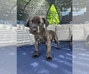 Presa Canario Dogs for adoption in Oakland Park , FL, USA