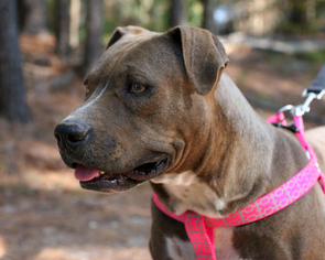 View Ad Bulldog Mountain Cur Mix Dog For Adoption Near - 