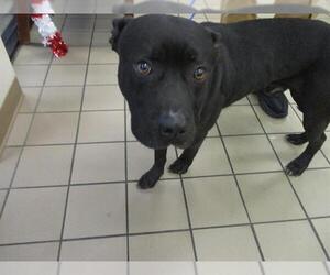 Labrador Retriever-Unknown Mix Dogs for adoption in Ocala, FL, USA