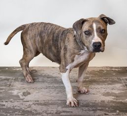 American Pit Bull Terrier Dogs for adoption in Rockwall, TX, USA