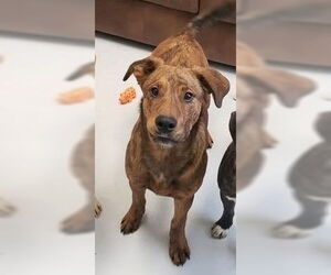 Rottweiler-Unknown Mix Dogs for adoption in Mt. Gilead, OH, USA