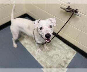 American Pit Bull Terrier Dogs for adoption in Denver, CO, USA