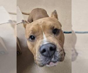 Mutt Dogs for adoption in Decatur, IL, USA