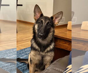 German Shepherd Dog Dogs for adoption in Roseville, MN, USA