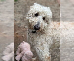 Poodle (Standard) Dogs for adoption in Pacolet, SC, USA