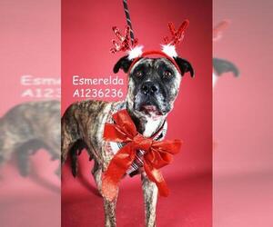 Mutt Dogs for adoption in Bakersfield, CA, USA