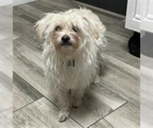 Poodle (Miniature) Dogs for adoption in Redlands, CA, USA