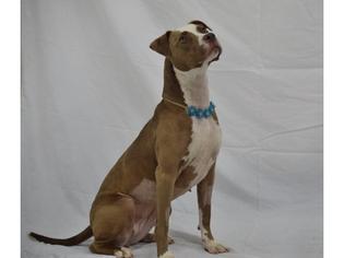 Bulloxer Dogs for adoption in Henderson, NV, USA