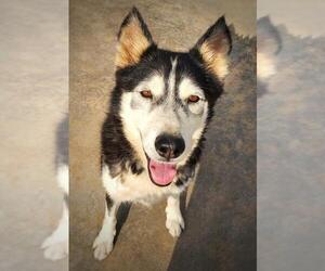 Siberian Husky Dogs for adoption in Cedar Crest, NM, USA