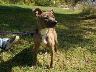 American Pit Bull Terrier Dogs for adoption in Batavia, OH, USA