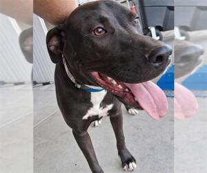 Labrador Retriever-Unknown Mix Dogs for adoption in Bakersfield, CA, USA