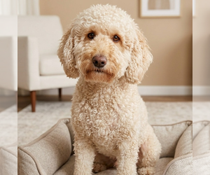 Labrador Retriever Dogs for adoption in Vail, AZ, USA