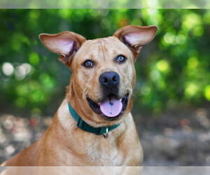 Labrador Retriever-Unknown Mix Dogs for adoption in Tavares, FL, USA
