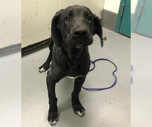 Great Dane Dogs for adoption in Peoria, IL, USA
