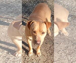 Labrador Retriever-Unknown Mix Dogs for adoption in Cabool, MO, USA