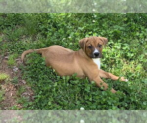 Boxer-Unknown Mix Dogs for adoption in Harrison, AR, USA
