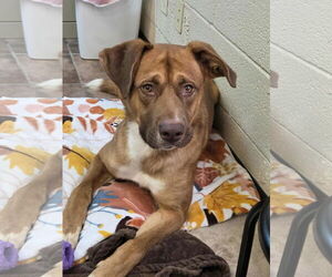 Boxer Dogs for adoption in Amarillo, TX, USA