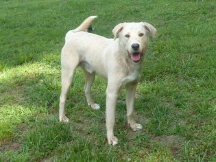 Medium Photo #1 Labrador Retriever-Unknown Mix Puppy For Sale in Ashland, VA, USA