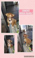 Bogle Dogs for adoption in Mesa, AZ, USA
