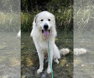 Great Pyrenees-Unknown Mix Dogs for adoption in Rockwall, TX, USA