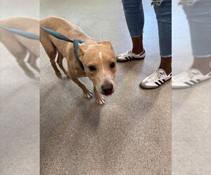 Labrador Retriever-Unknown Mix Dogs for adoption in Louisville, KY, USA