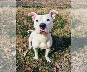 Mutt Dogs for adoption in Shelburne, VT, USA