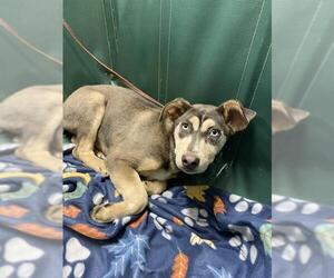 Siberian Husky-Unknown Mix Dogs for adoption in Chula Vista, CA, USA