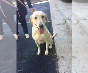 Labrador Retriever Dogs for adoption in Fayetteville, GA, USA