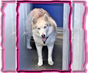 - Mix Dogs for adoption in San Jacinto, CA, USA