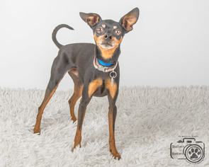 Chipin Dogs for adoption in Colorado Springs, CO, USA