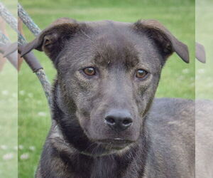Coonhound-Unknown Mix Dogs for adoption in Huntley, IL, USA