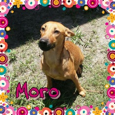Black Mouth Cur Dogs for adoption in Sanford, FL, USA