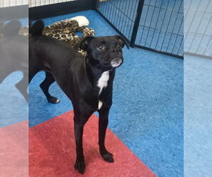 Pug-Unknown Mix Dogs for adoption in Tempe , AZ, USA