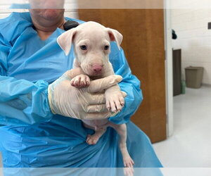American Pit Bull Terrier-Unknown Mix Dogs for adoption in Ocala, FL, USA