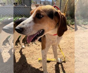 Treeing Walker Coonhound Dogs for adoption in Apple Valley, CA, USA