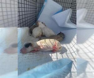 Chihuahua Dogs for adoption in Houston, TX, USA