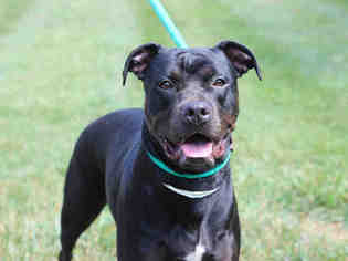 Rottweiler-American Pit Bull Terrier Dogs for adoption in Charlotte, NC, USA