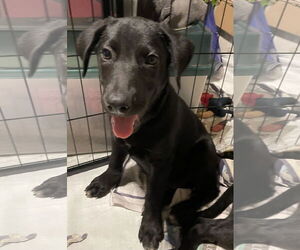 Mutt Dogs for adoption in Royal Palm Beach, FL, USA