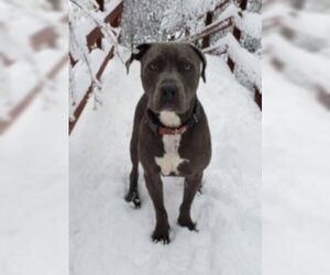 American Pit Bull Terrier Dogs for adoption in Georgetown, CO, USA