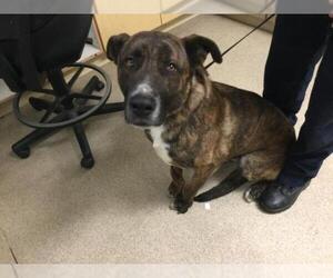 Mastiff Dogs for adoption in Riverside, CA, USA
