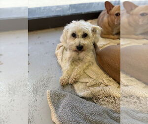Mutt Dogs for adoption in Studio City, CA, USA