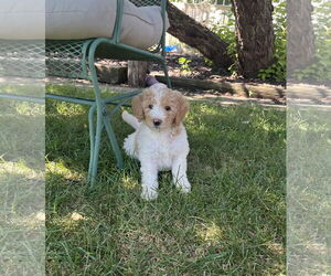 Poodle (Standard)-Unknown Mix Dogs for adoption in Plainfield, IL, USA