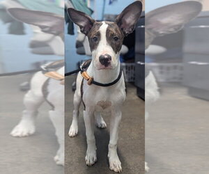 Bull Terrier Dogs for adoption in Evansville, IN, USA