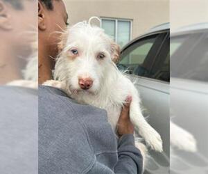 Mutt Dogs for adoption in Louisville, KY, USA