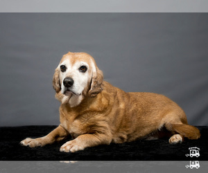 Beagi Dogs for adoption in Mount Juliet, TN, USA