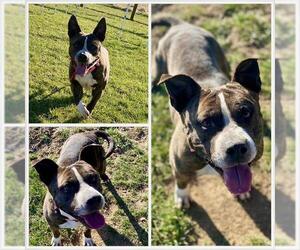 American Pit Bull Terrier Dogs for adoption in Westminster, MD, USA