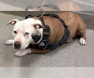 American Pit Bull Terrier-Unknown Mix Dogs for adoption in Las Vegas, NV, USA