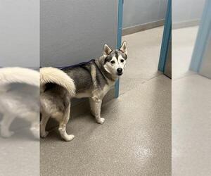 Huskies -Unknown Mix Dogs for adoption in Las Vegas, NV, USA
