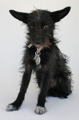Medium Photo #1 Mutt Puppy For Sale in Spanish Fork, UT, USA